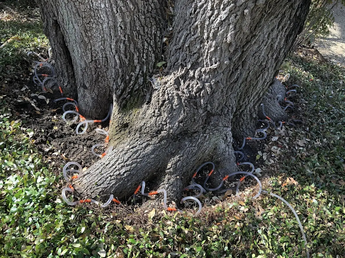 Detailed Tree Cabling and Bracing job site in Victoria